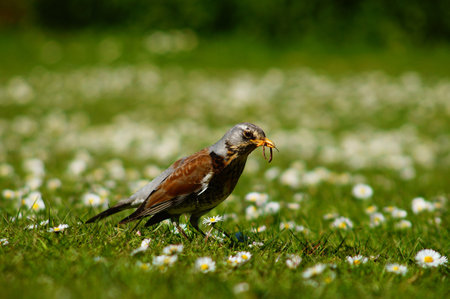 A fieldfare in a daisy meadow. Very successful in hunting earthworms. I have already observed 5 worms per minute.の写真素材