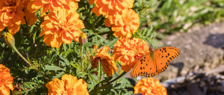 An orange butterfly on marigold flowerの写真素材