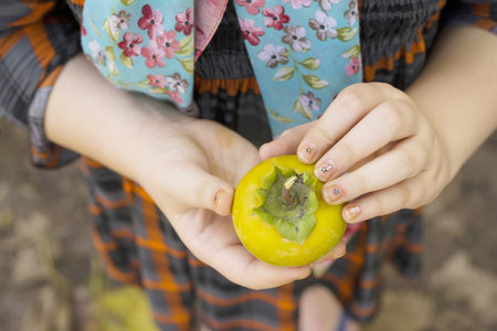 A closeup of a female holding sweet persimmon fruitの写真素材