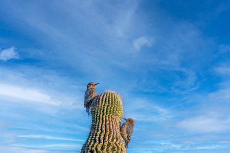 The woodpecker birds on a cactus against the blue skyの写真素材