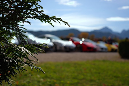 A closeup shot of a juniper tree branches with sports cars parked in the backgroundの写真素材