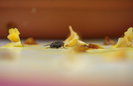 A selective focus shot of a fly on a surface next to flower petalsの写真素材