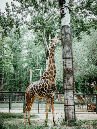 A giraffe in a park surrounded by trees, buildings and greeneryの写真素材