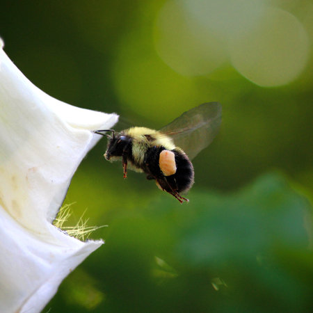 A vertical shot of a bumblebee near a white flowerの写真素材