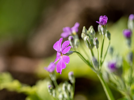 A selective focus closeup shot of a blooming purple flowerの写真素材