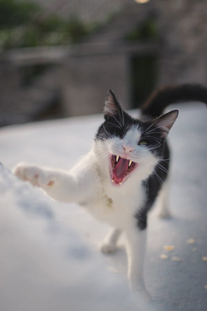 A vertical shot of a funny cat playing in a garden covered in the snow under the sunlight in...