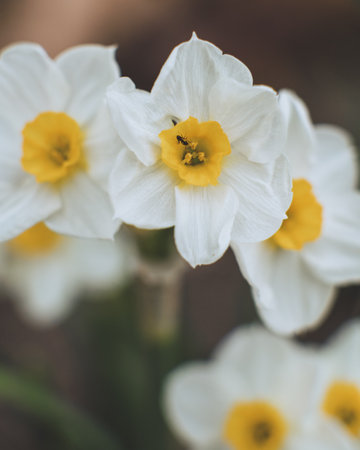 A selective focus shot of beautiful white and yellow flowers growing in the gardenの写真素材