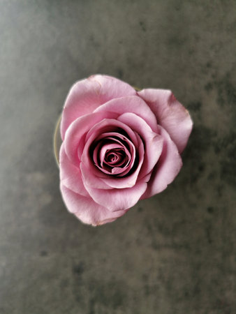 A top view of a beautiful pink rose on a tableの写真素材