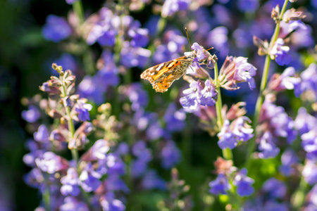 Lavender fields on Hvar, Croatia; purple colour, butterflies, ruralの写真素材