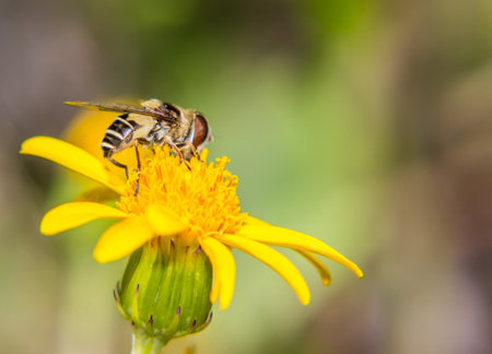 A closeup shot of a bee pollinating on a dandelion