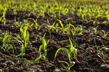 Fresh green seedlings growing in a fieldの写真素材