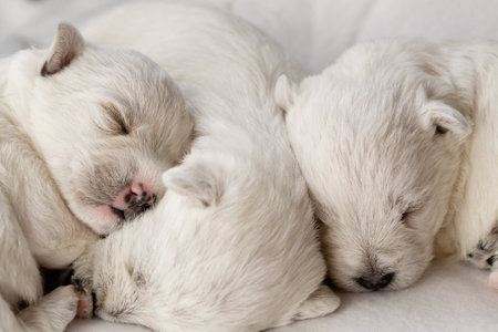 A closeup shot of cute white puppies sleeping while lying close to each other  on a couchの写真素材