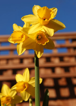 A vertical closeup shot of blooming daffodilsの写真素材
