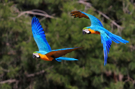 Two blue-backed parrots during their flight