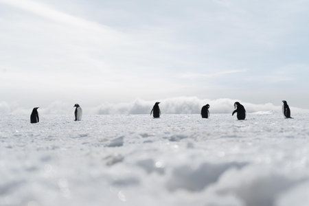 A group of penguins walking on the frozen beach