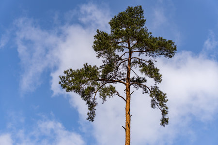 A tall thin tree in a cloudy blue skyの写真素材