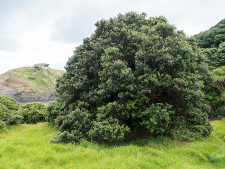 View of large pohutukawa tree at Piha, Aucklandの写真素材
