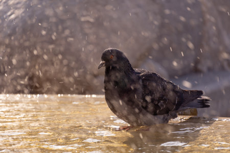 A closeup shot of pigeon taking a bathing in the fountainの写真素材