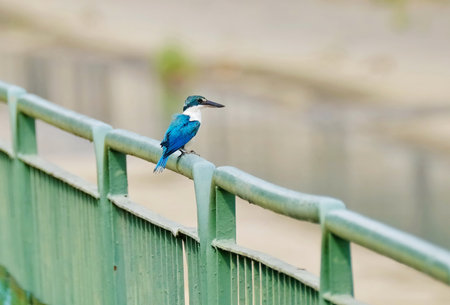 A closeup of a cute, blue little bird on a green metal fence overlooking waterの写真素材