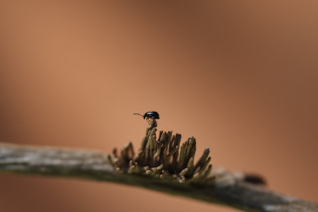 A selective focus shot of a bug on a stemonitisの写真素材