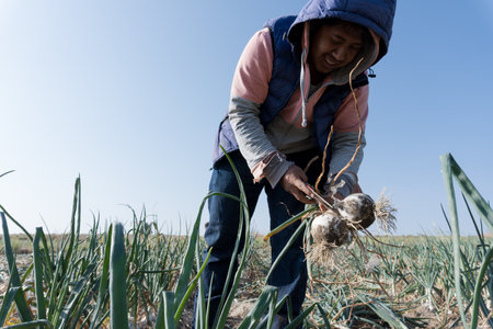 A happy Mexican farmer harvesting onion on the farmlandの写真素材