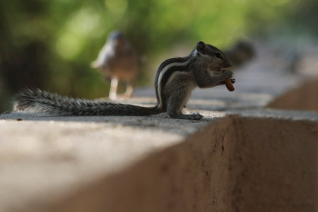 A selective focus shot of an adorable gray squirrel eating a cookie standing on the stone surface
