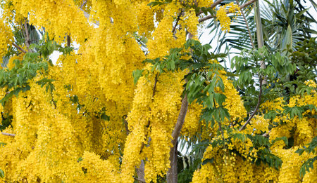 A beautiful view of blossomed yellow acacia flowers