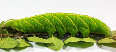A closeup shot of a green caterpillar on a tree branch