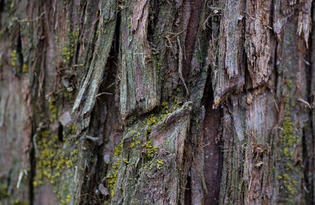 A closeup shot of mossy tree bark with beautiful natural patterns for an abstract background