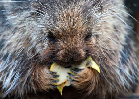 A closeup of a porcupine munching on a plantの写真素材