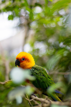 A beautiful shot of an endearing sun parakeet (Aratinga solstitialis) perched on the branch