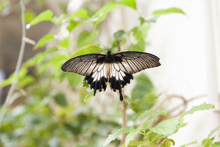 A closeup shot of a Papilio lowi on green leaves