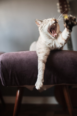 The cat yawning with raised pawの写真素材