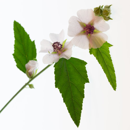 A vertical shot of marshmallow flower isolated on a backgroundの写真素材
