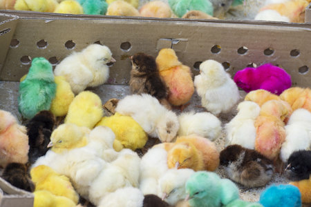 A group of dyed baby chicks brought for sale at the bazaar in a thick paper boxの写真素材