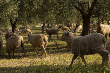 A flock of sheep in the pastureの写真素材