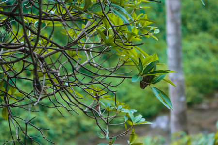 A closeup shot of a branch of a tree in the autumn park