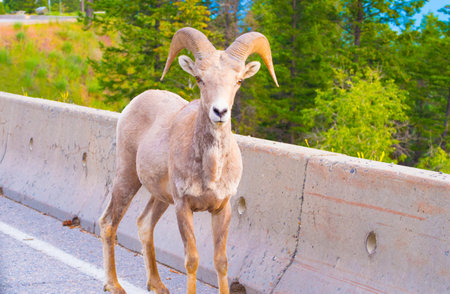 An argali on the asphalt roadの写真素材