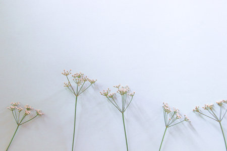 A top view of brown eggs and caraway flowers on white background with copy spaceの写真素材