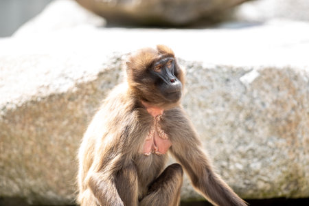 A cute monk in its natural habitat in summerの写真素材