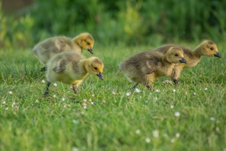 A closeup of the fluffy yellow ducklings on the grassy ground