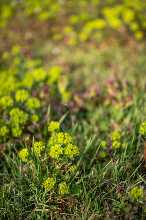 A vertical shot of beautiful spurges in a garden during daylightの写真素材