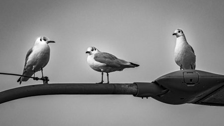 Three seagulls sitting on a street lantern in black and whiteの写真素材
