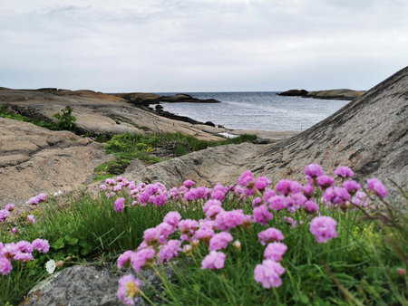 The thrift pink flowers growing on cliffs in the archipelago in southern Norwayの写真素材