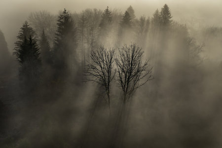 An aerial beautiful view of the misty and cloudy forest in the park