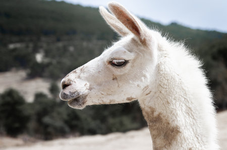 A shallow focus of a lama outdoorsの写真素材