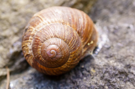 The closeup of brown snail shell