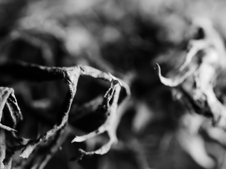 A macro monochrome shot of a tree moss Pseudevernia furfuracea, selective focusの写真素材