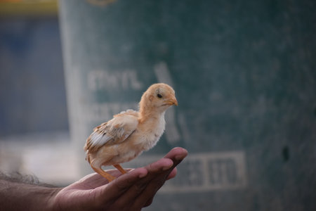 A closeup shot of a person holding a cute chickの写真素材