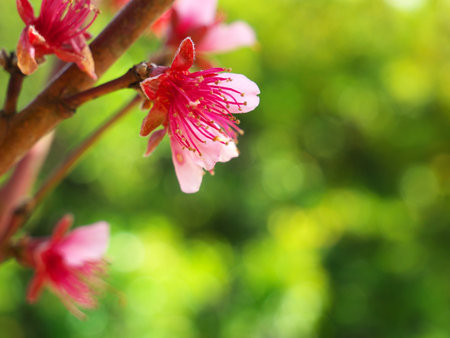 A closeup of nectarine tree blossoms in the blurred natural backgroundの写真素材